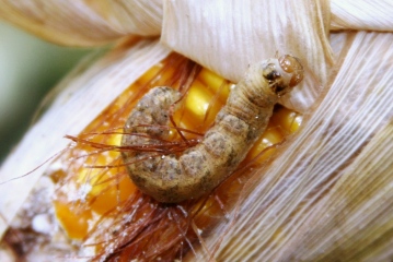 cutowrm larvae.jpg cutowrm larvae.jpg